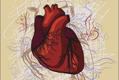 Названы важнейшие микроэлементы для здоровья сердца